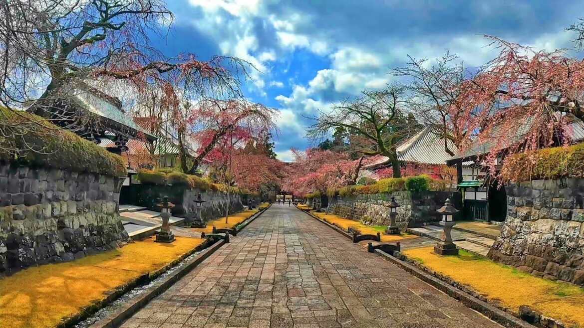 Beatiful Japanese Cherry blossoms,Shizuoka【4K】Walking street　美しい桜街道